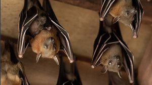 Covid nei pipistrelli: nuove prove dell'origine naturale