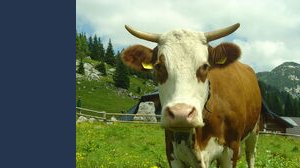 Mucca pazza, torna l'allarme con un morto in Italia. Mistero sulle cause: cibo infetto o fattore genetico?