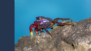 Pescare i granchi in spiaggia è reato, ecco cosa rischi