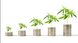 Azioni: gli investitori di Reddit puntano sulla Cannabis (e questi titoli volano)