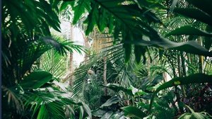 Due quinti delle piante sono a rischio estinzione: il triste report sulla flora mondiale