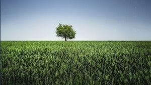 A che distanza si possono piantare gli alberi dal confine?