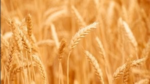 L'inflazione alimentare aumenterà nel 2023: la crisi del cibo è grave