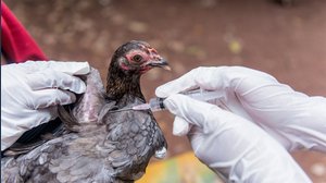 Aviaria, confermato il salto di specie: quali rischi per l'uomo?