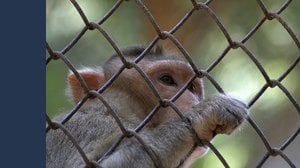 5 animali domestici che non dovremmo mai avere secondo questo veterinario