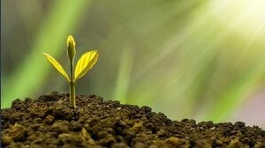 Crediti di carbonio: perché il prezzo varia e come