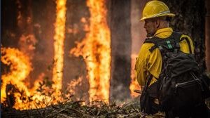 Incendi in Sardegna: a quanto ammontano i danni?