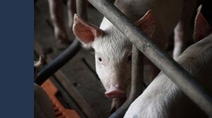 Bonus agricoltura, fino a 300 euro per ogni capo di bestiame nel 2025