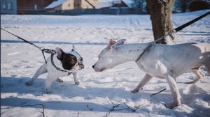 Cani vietati in Italia, ecco la lista delle razze pericolose