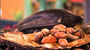 Il prezzo del cioccolato potrebbe aumentare sempre di più in Europa