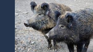 Peste suina, scatta l'allarme a Roma: cos'è, cosa sta succedendo e rischi per l'uomo