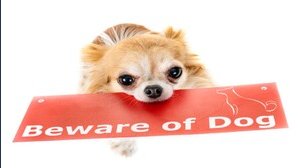 Animali domestici in casa, regole da seguire