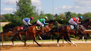 Quanto costa un cavallo? Prezzi d'acquisto e costi di gestione