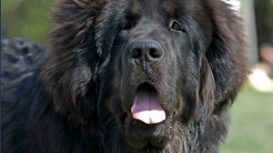 Questo è il cane più costoso al mondo, vale 2 milioni di dollari