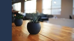 Rischi una multa se hai una di queste piante in giardino 