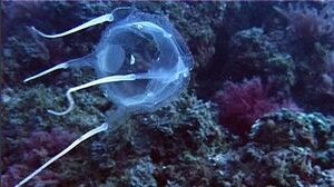 Cubomedusa: cos'è, dove si trova e rischi