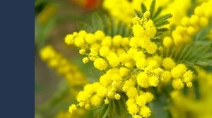 Festa della Donna 2025, le più belle frasi e immagini di auguri dell'8 marzo