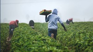 Bonus agricoltura con premio fino a 100mila euro a fondo perduto. Istruzioni per la domanda