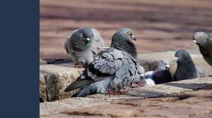 Multe per chi dà da mangiare ai piccioni, attenzione alle ordinanze comunali: ecco cosa si rischia