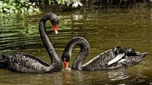 10 cigni neri del 2026 che potrebbero cambiare il futuro dei mercati