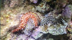 Vermocane arriva in Italia, cos'è, dove si trova e quanto è pericoloso