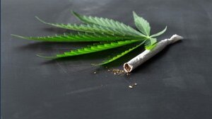 Referendum cannabis legale: firme depositate, si vota a maggio?