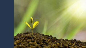 Come fare soldi con un terreno abbandonato
