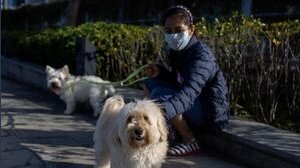 Coronavirus, chi ha un cane è meno a rischio. Lo studio