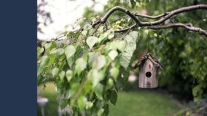 Se curi il giardino del tuo vicino puoi diventarne proprietario. Lo dice il tribunale