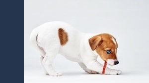 Le regole per i cani in condominio, tra diritti e divieti