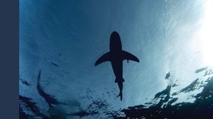 Fate il bagno solo in gruppo. Rischio squali in questo Paese amato dai turisti italiani