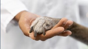 Multa da 10.000 euro per chi abbandona animali in Italia