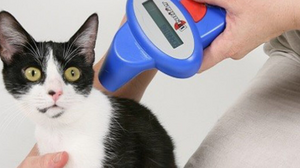 Microchip gatti obbligatorio: novità dal 2020