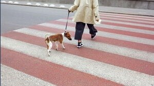 In quarantena si può uscire con il cane o buttare la spazzatura?