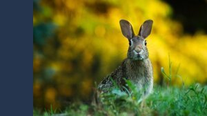 Quanto costa un coniglio? I costi di acquisto e gestione