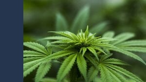 Legalizzazione cannabis, italiani favorevoli: i risultati di un sondaggio