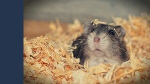 Il vaiolo delle scimmie è pericoloso per gli animali domestici