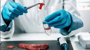 Stop alla carne sintetica, il governo Meloni prepara multe fino a 60mila euro: può davvero fermare il cibo in provetta?