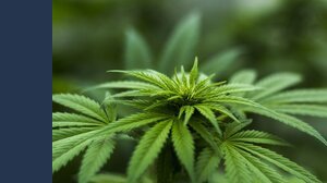 Legalizzazione cannabis, la Francia si prepara