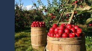 Contributi a fondo perduto in agricoltura, a chi spettano e come chiedere fino a 160.000 euro. Guida