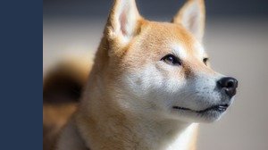 I motivi del rialzo di Shiba Inu