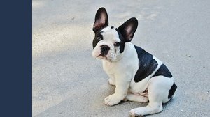 Quanto costa il microchip per cani?