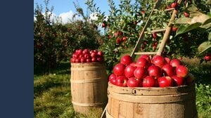 Contributi a fondo perduto fino a 400.000 euro per queste imprese agricole