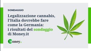 Legalizzazione cannabis, l'Italia dovrebbe fare come la Germania: i risultati del sondaggio