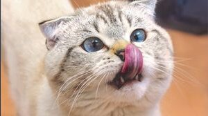 Coronavirus gatti, è allarme: sintomi, cure e zone più colpite