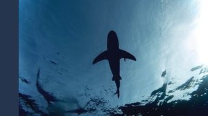Le nuove priorità della filiera ittica italiana