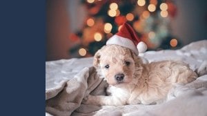 Quanto tempo puoi lasciare il cane da solo in casa secondo la legge