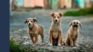 Ladri di cani con furgone bianco, a Roma è psicosi: cosa sta succedendo