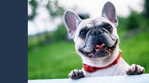 Multa di 3.000 euro per chi mette questo collare ai cani, la decisione della Cassazione