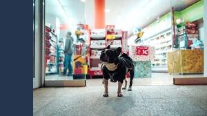 Cosa fare se il cane scappa: la guida per non commettere errori (e non rischiare una multa)